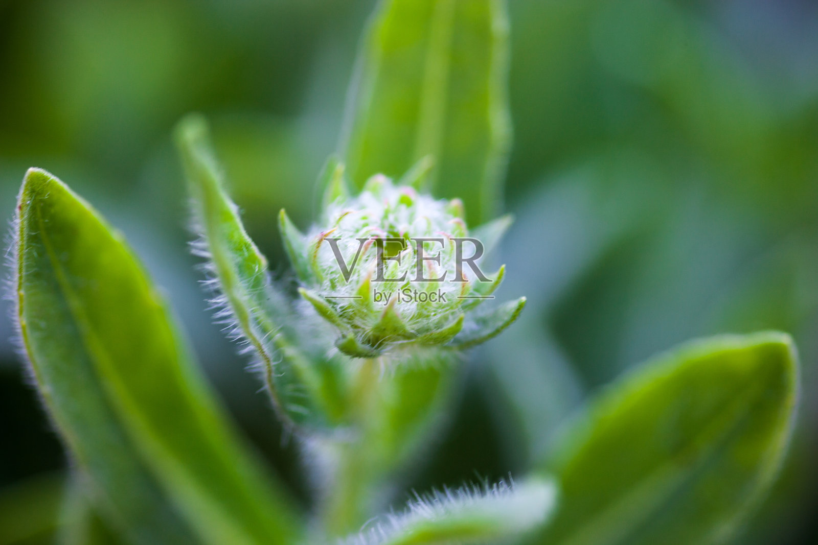 花蕾照片摄影图片