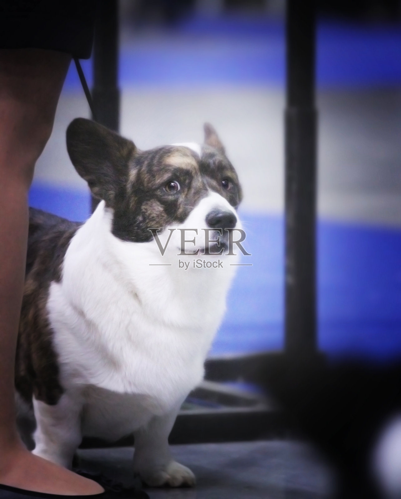 威尔士科基犬的狗照片摄影图片