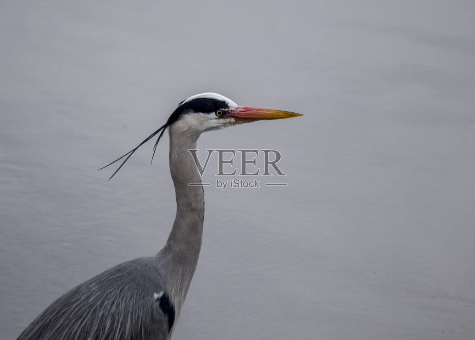 海伦的头照片摄影图片