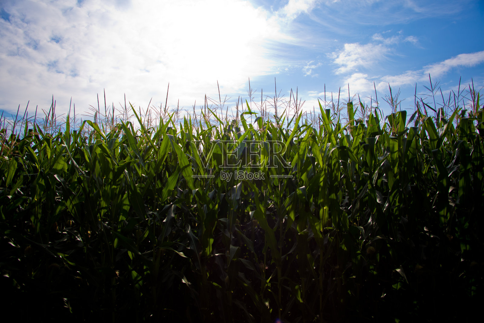 一片蓝天下的玉米地照片摄影图片