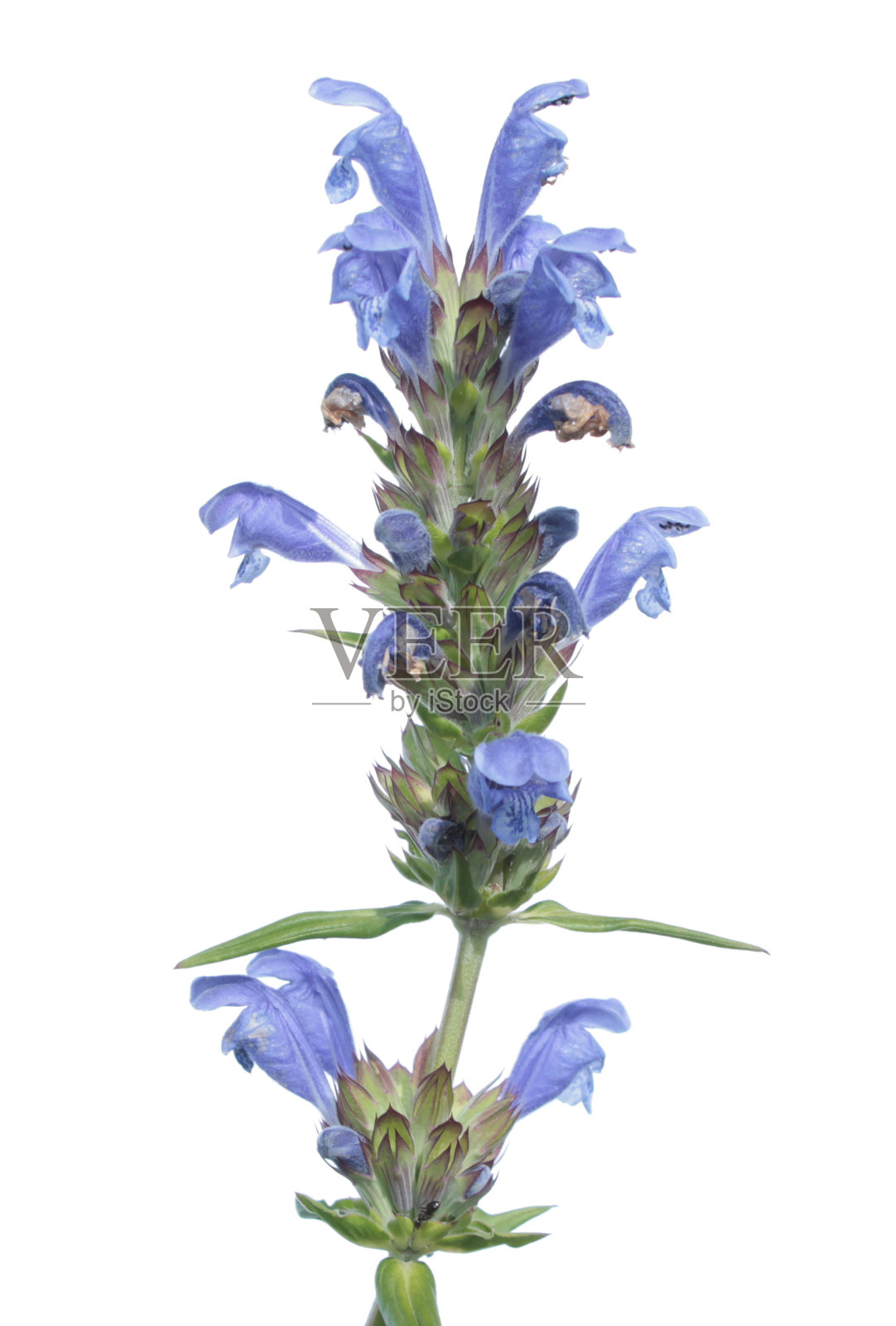 在白色背景上分离的龙头植物(龙头草)。药用植物照片摄影图片