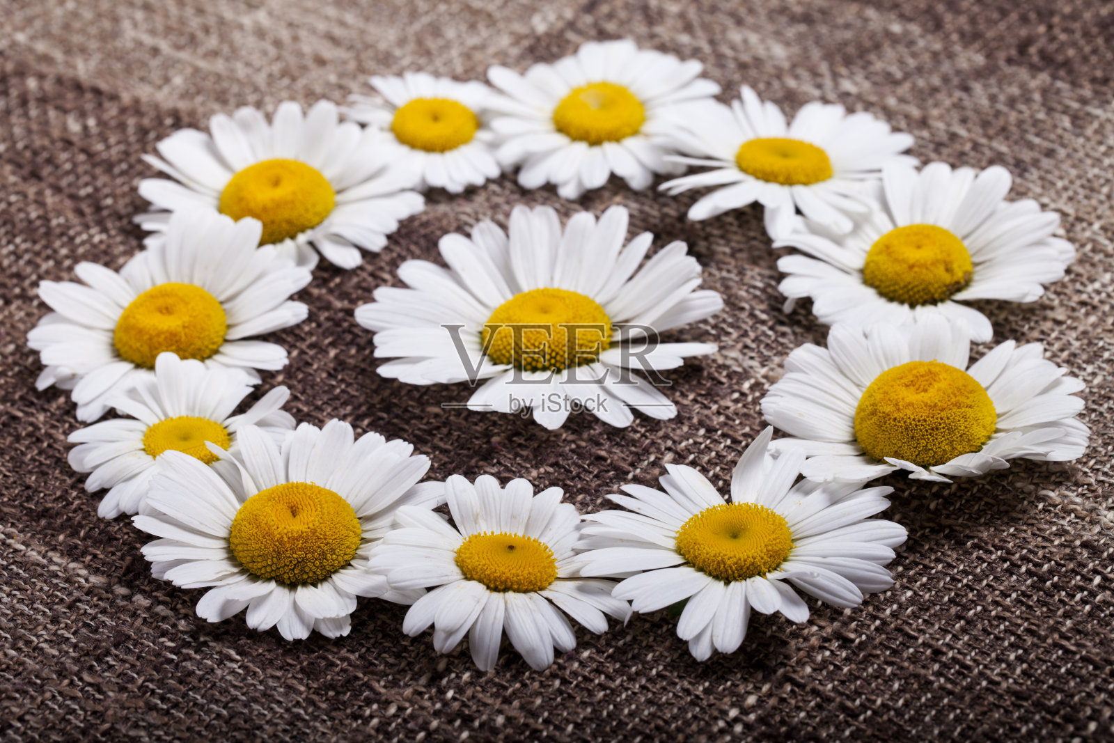 摘要:雏菊在棕色纹理织物上的应用照片摄影图片