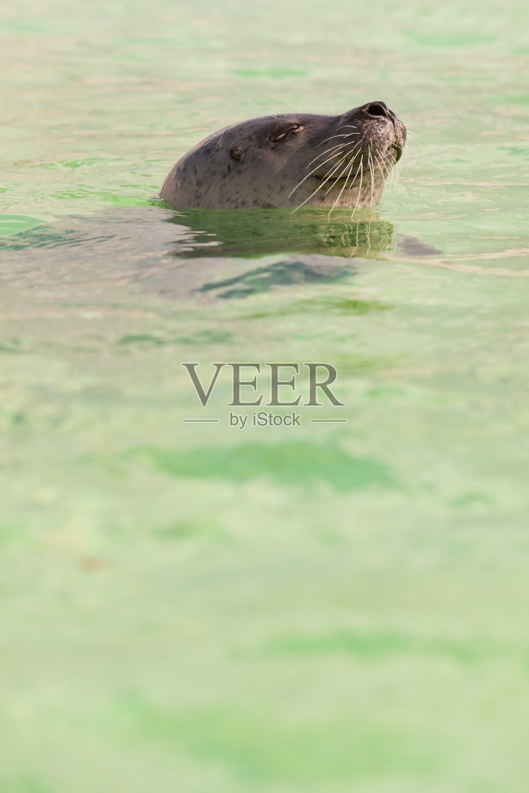 可爱的海豹在盆。游泳和玩耍。照片摄影图片