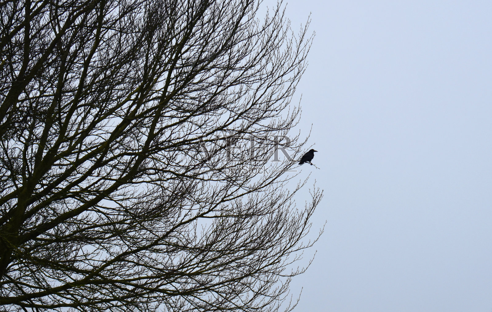 乌鸦在树上照片摄影图片