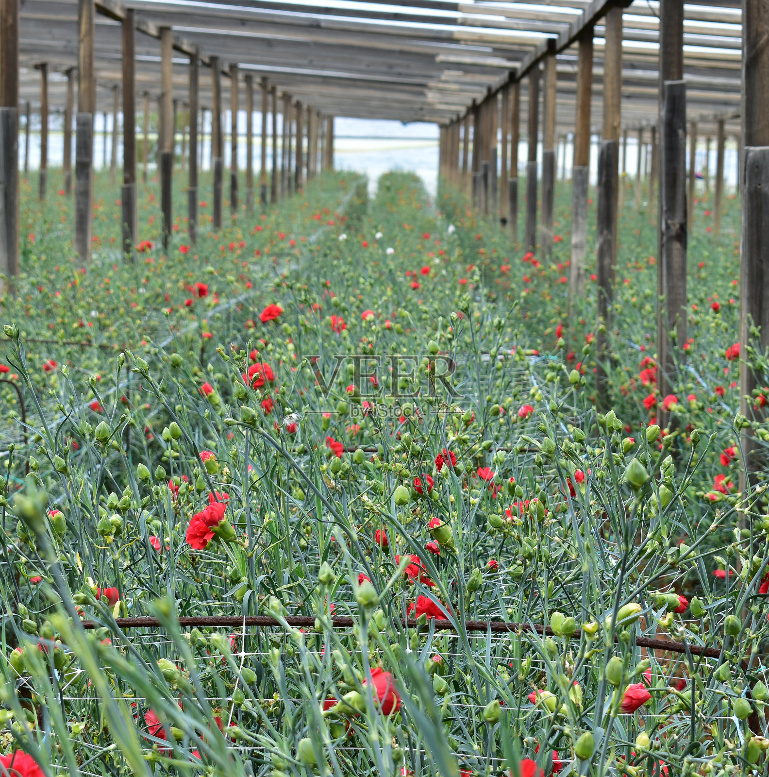 温室里盛开着康乃馨照片摄影图片