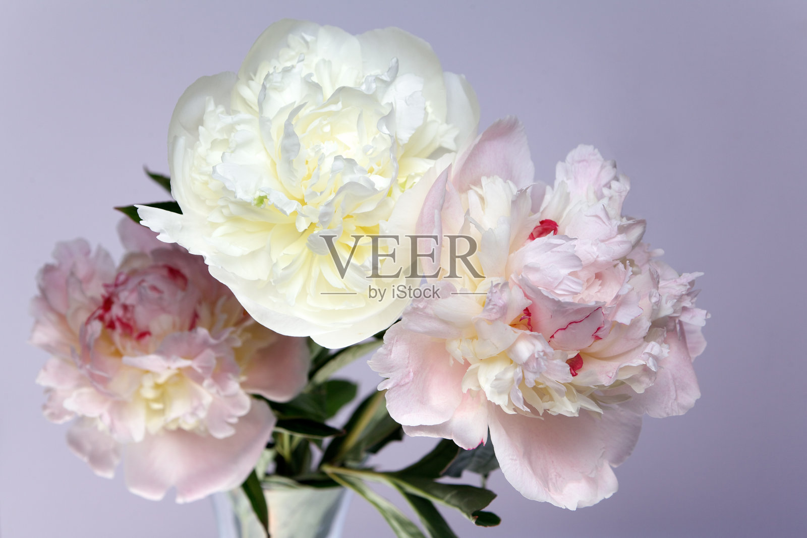 紫色背景上的牡丹照片摄影图片