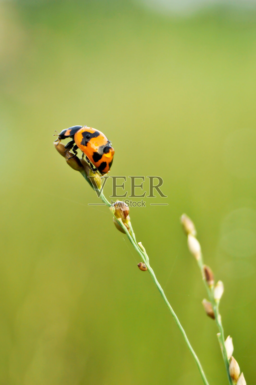 虫子坐在草地上照片摄影图片