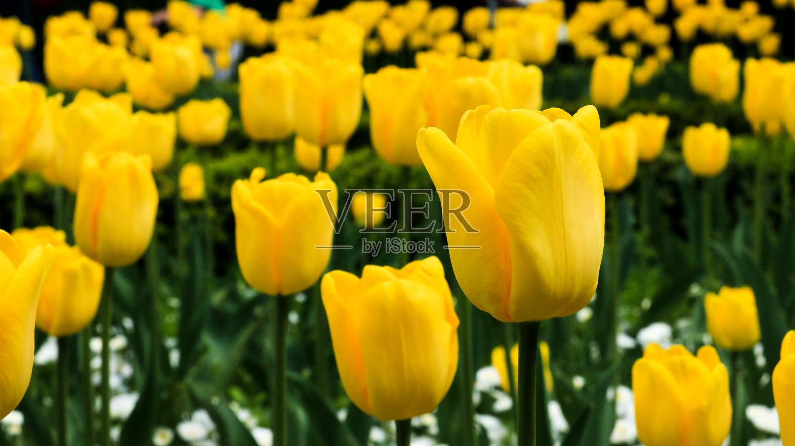 郁金香花照片摄影图片