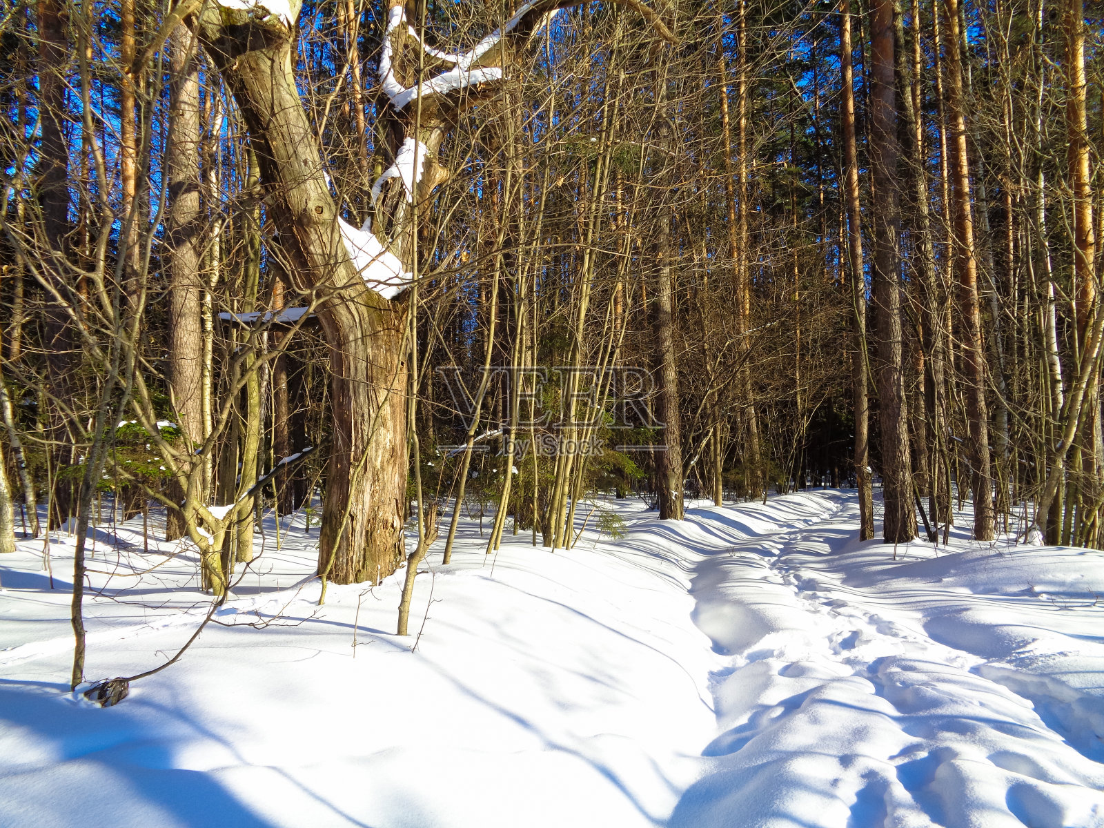 白桦林和松林在冬天明媚的阳光下照片摄影图片