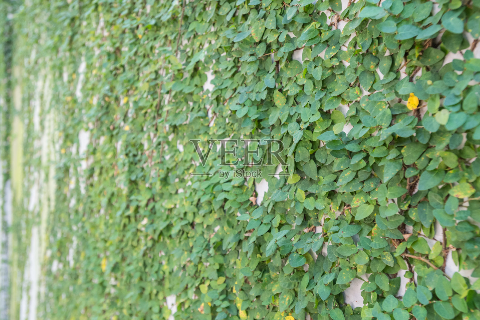常春藤覆盖的墙照片摄影图片