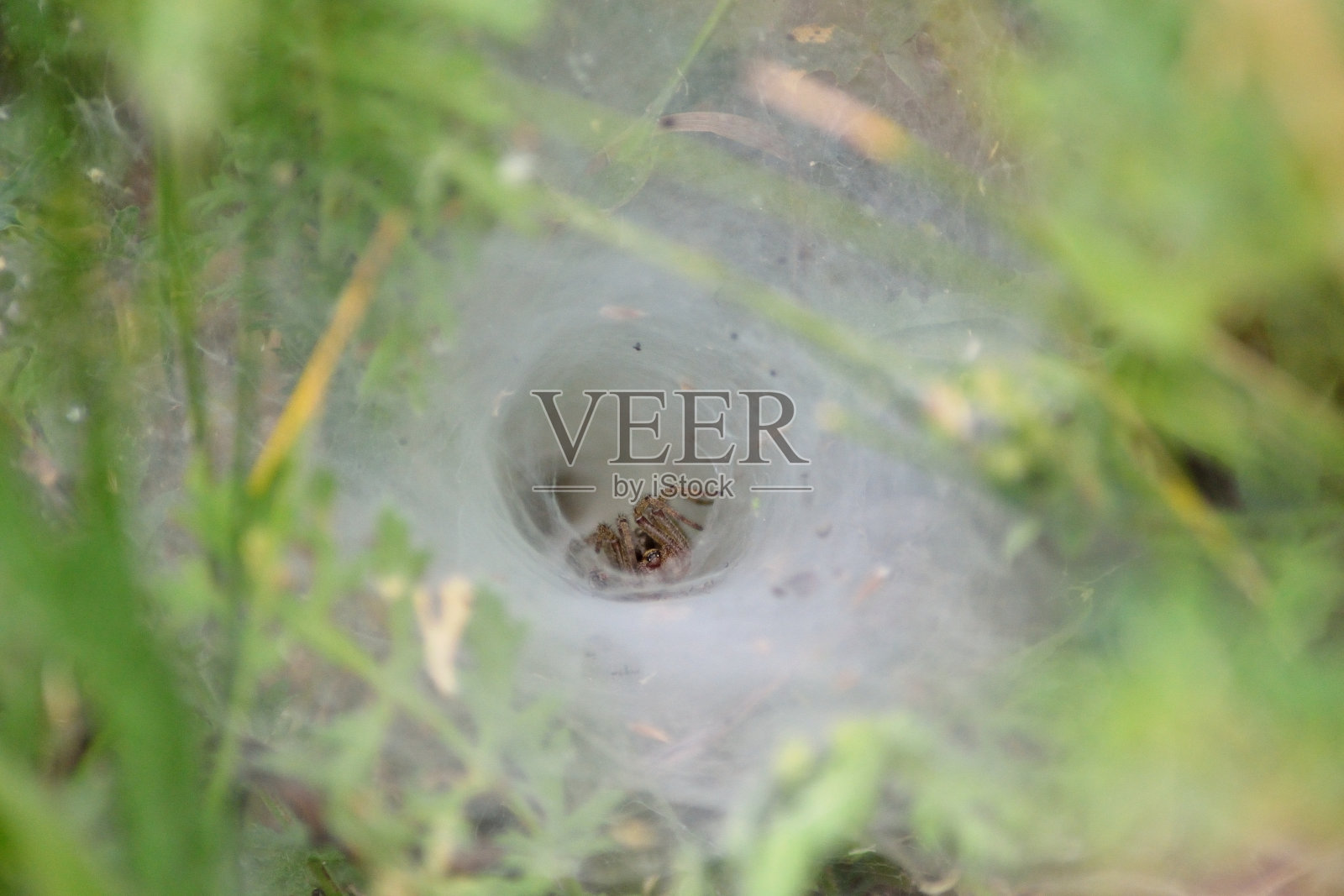 蜘蛛家里照片摄影图片