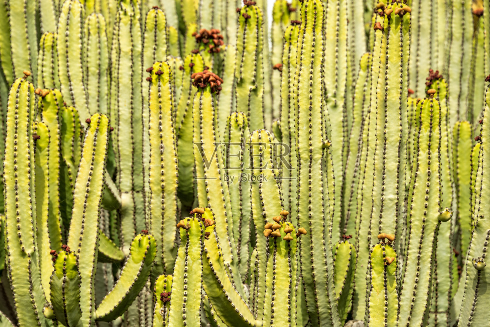 抽象的纹理背景，大戟烛台，一个巨大的肉质植物的特写照片摄影图片