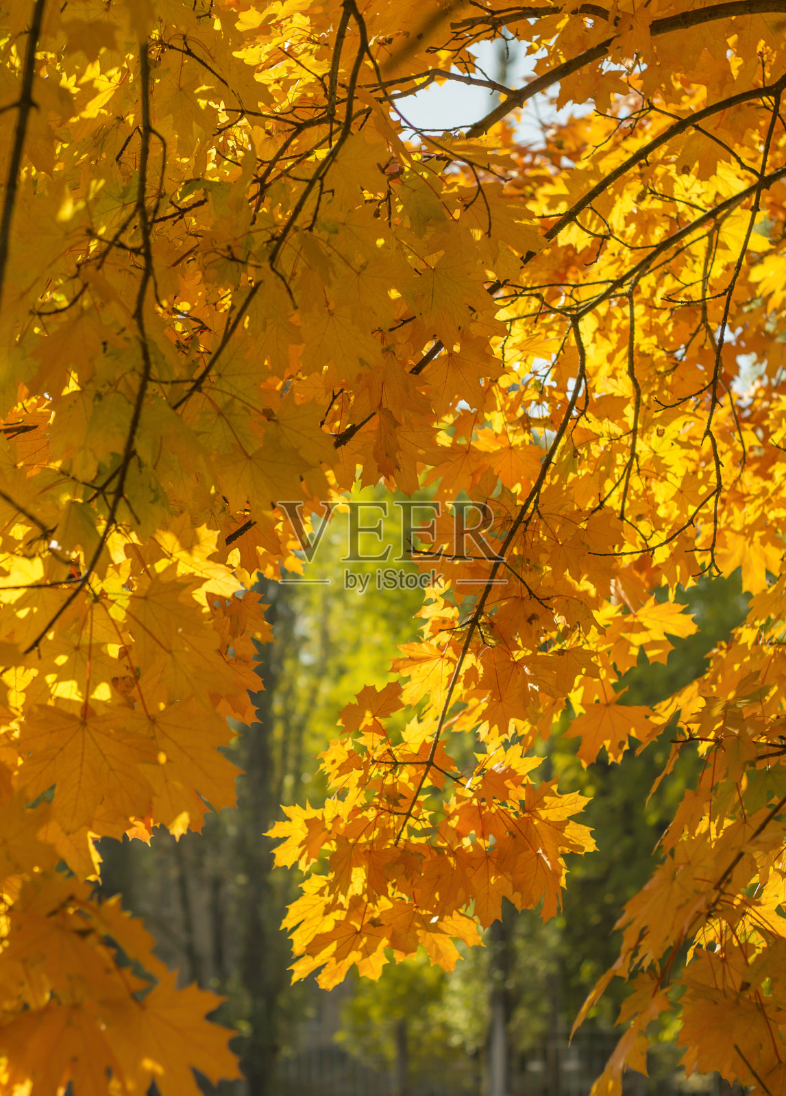 树的老妪-金黄的叶子照片摄影图片