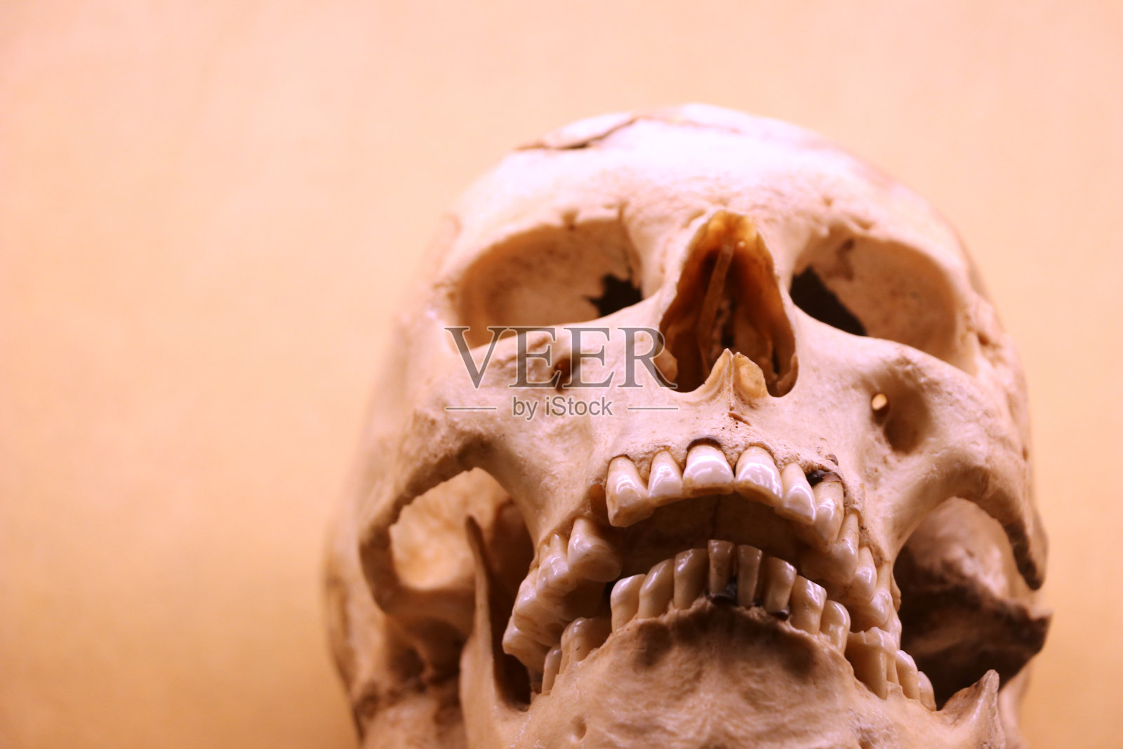 头骨照片摄影图片