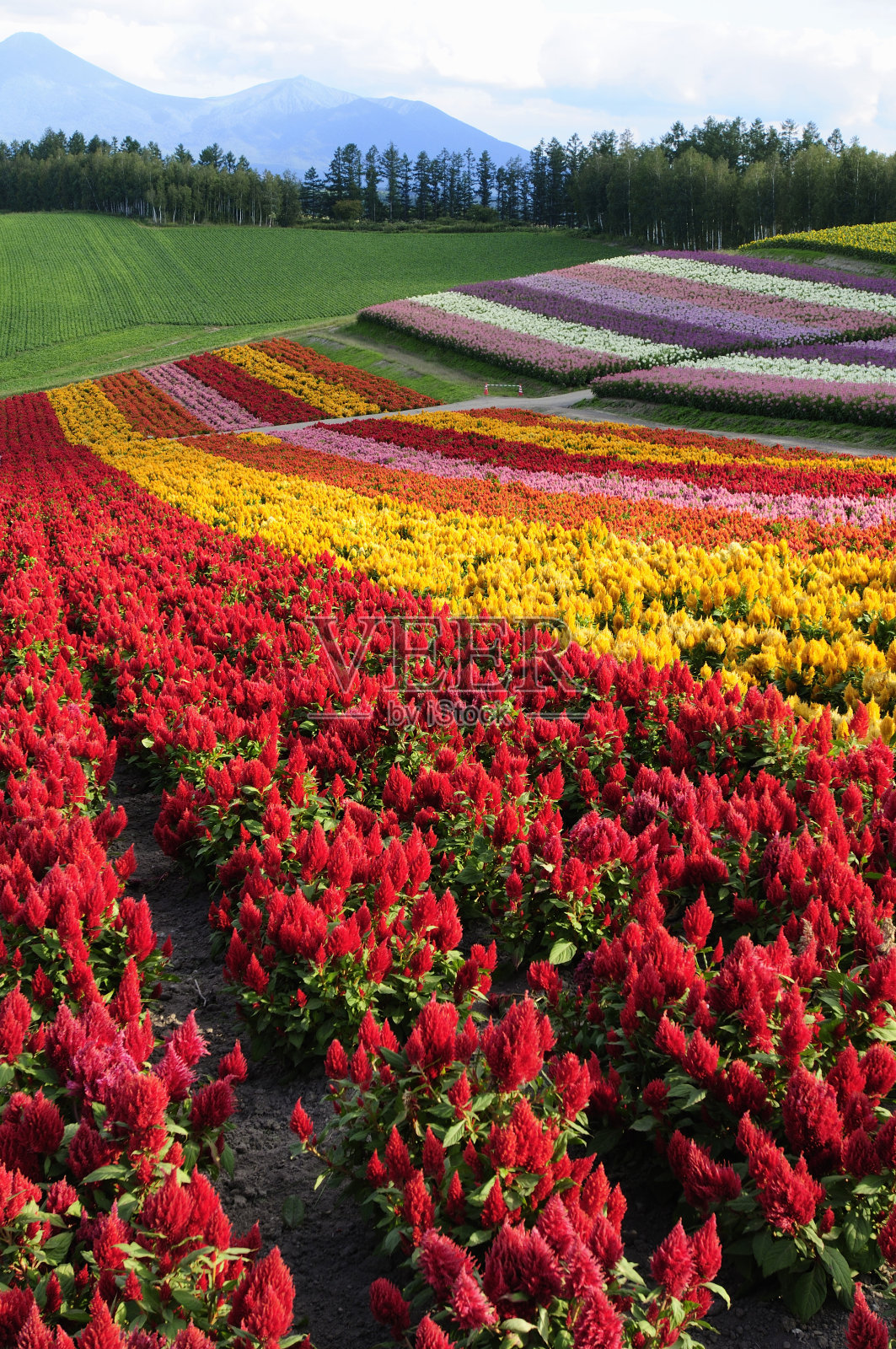 花园照片摄影图片