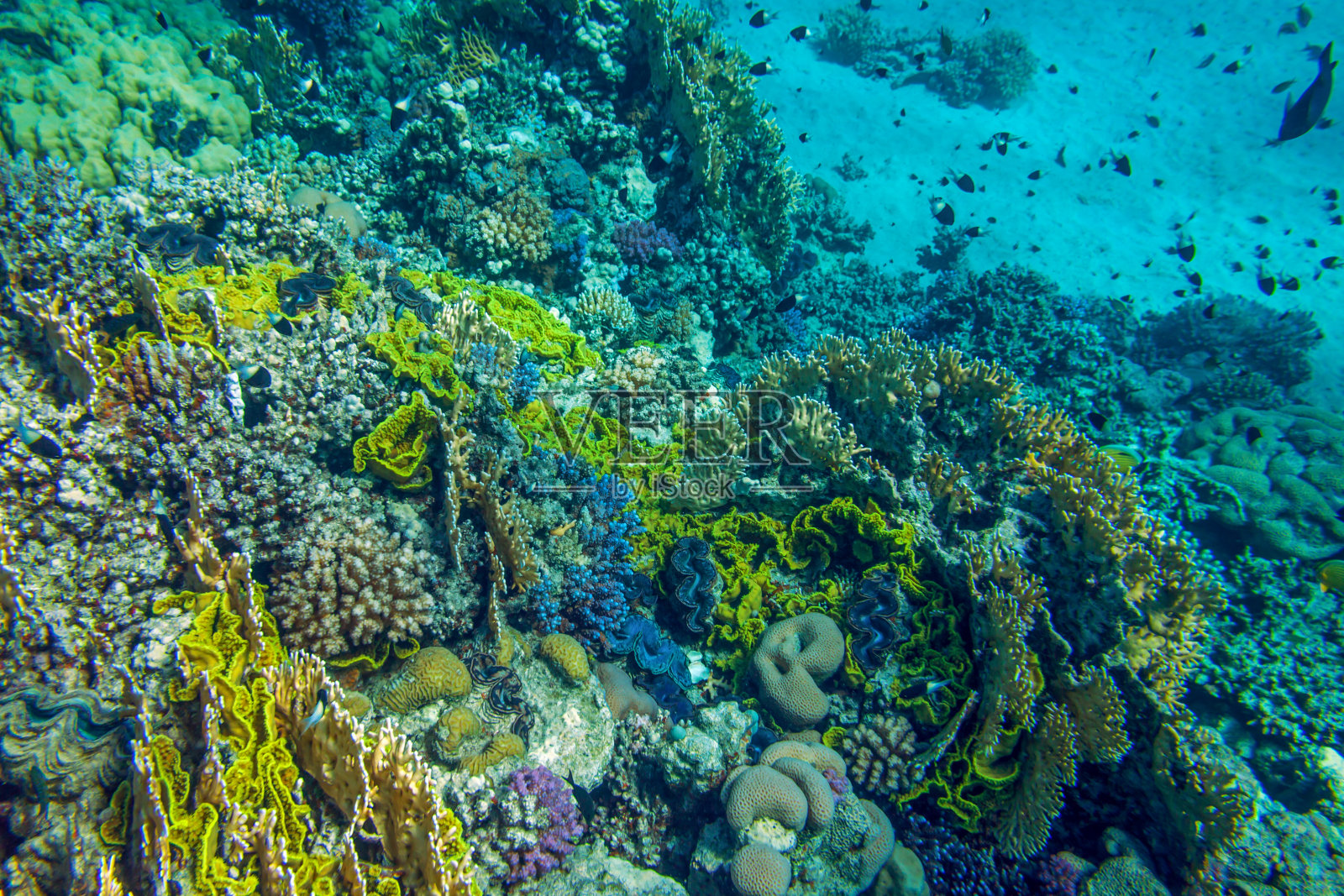 红海明亮的多彩珊瑚礁照片摄影图片