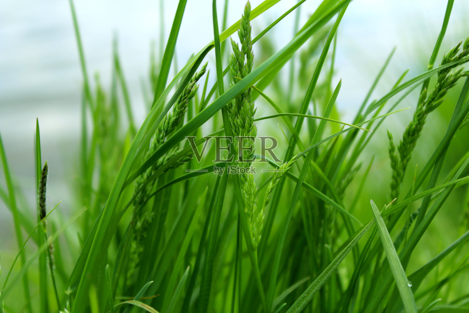 绿草照片摄影图片