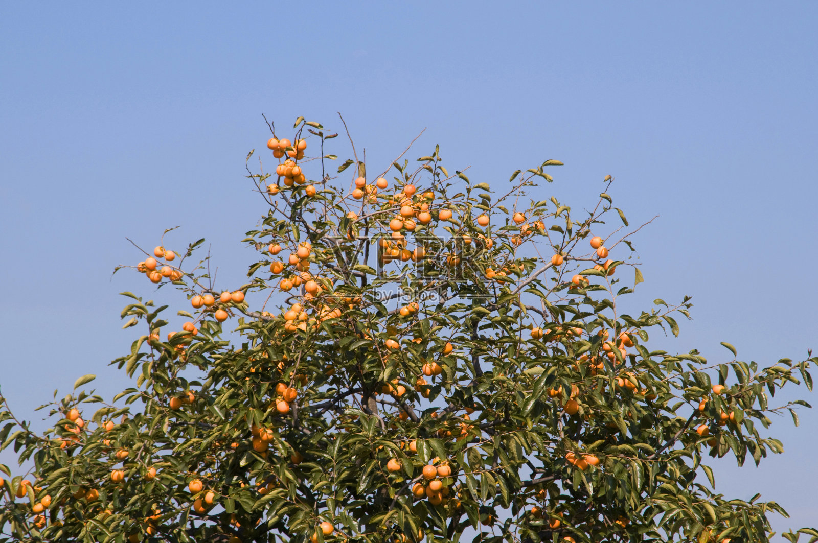 柿子树照片摄影图片