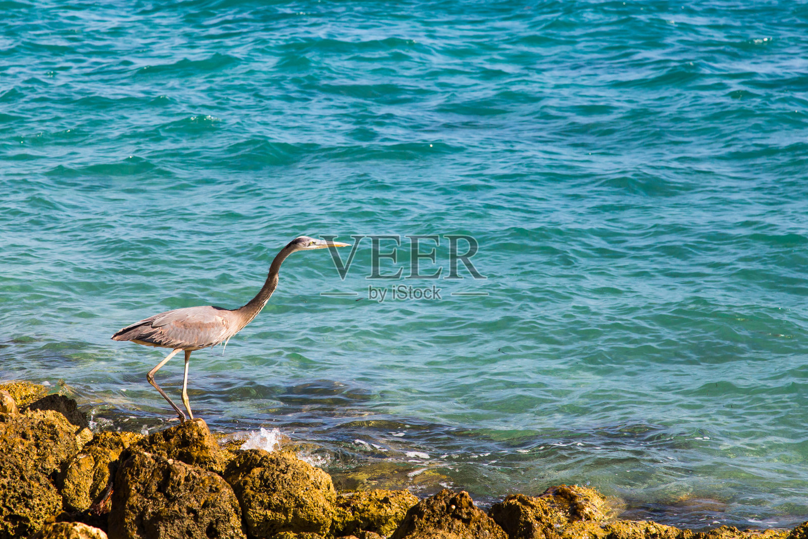 鸟在岩石上照片摄影图片