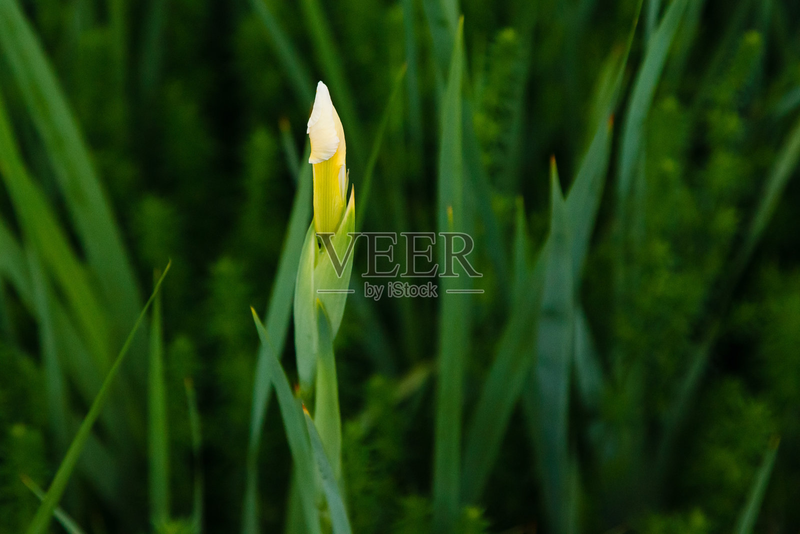 一朵白色的蝴蝶花在雨中绽放照片摄影图片