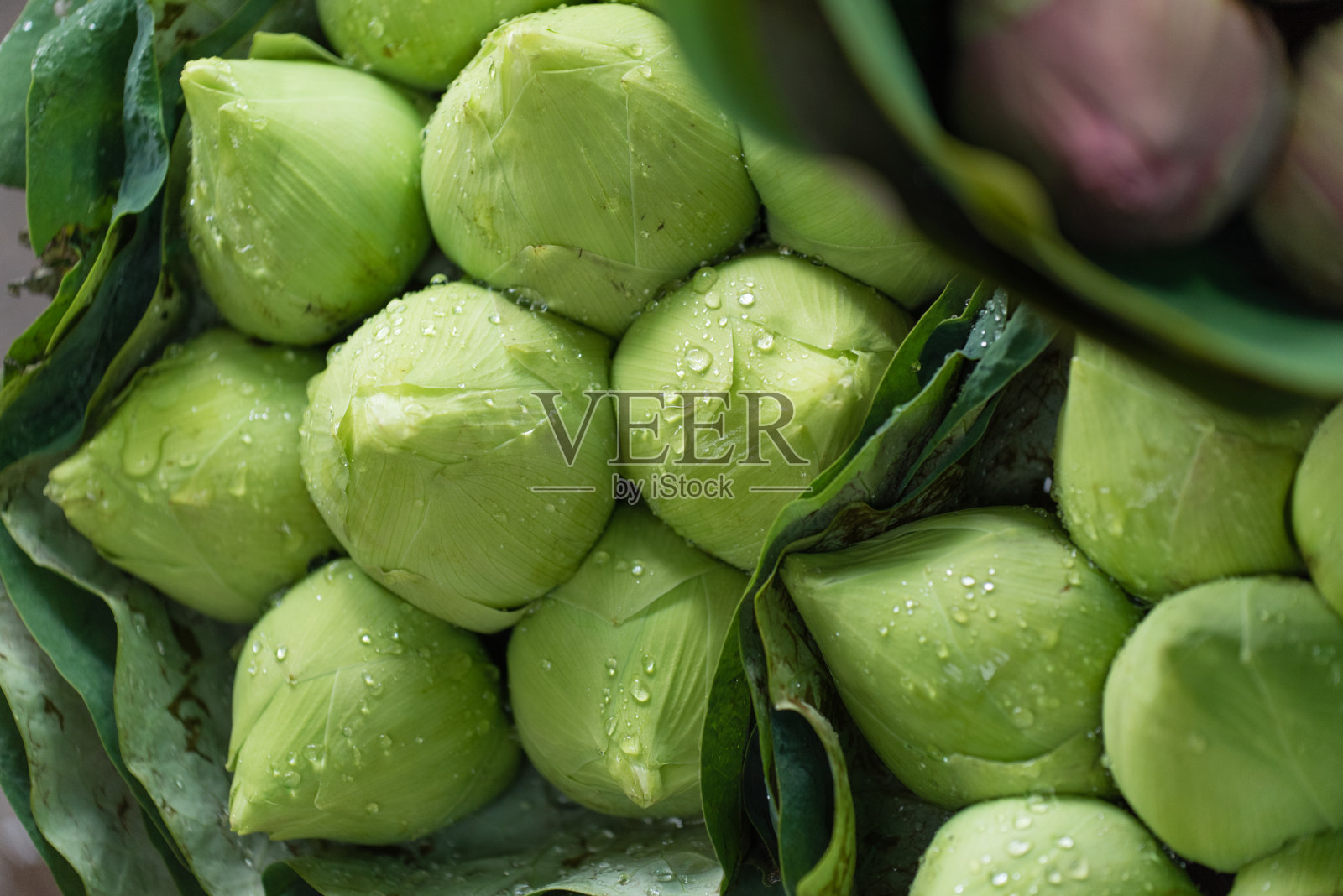 莲花照片摄影图片