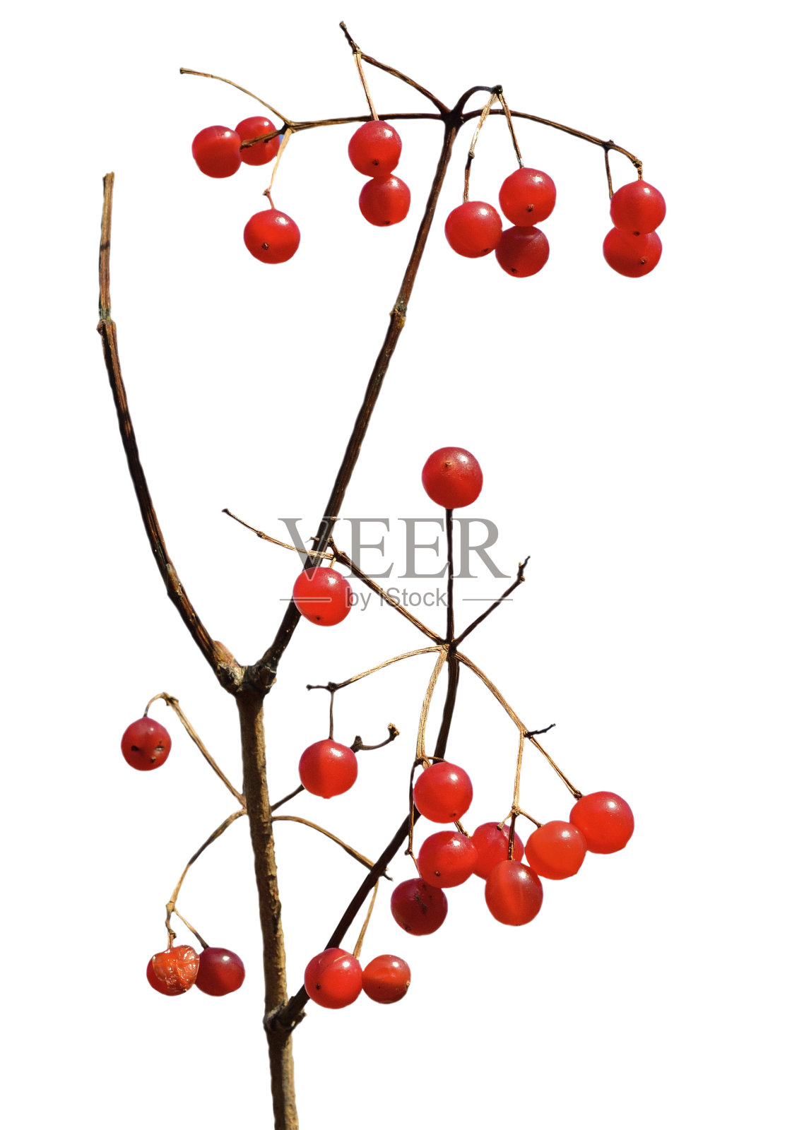 浆果的arrow-wood照片摄影图片