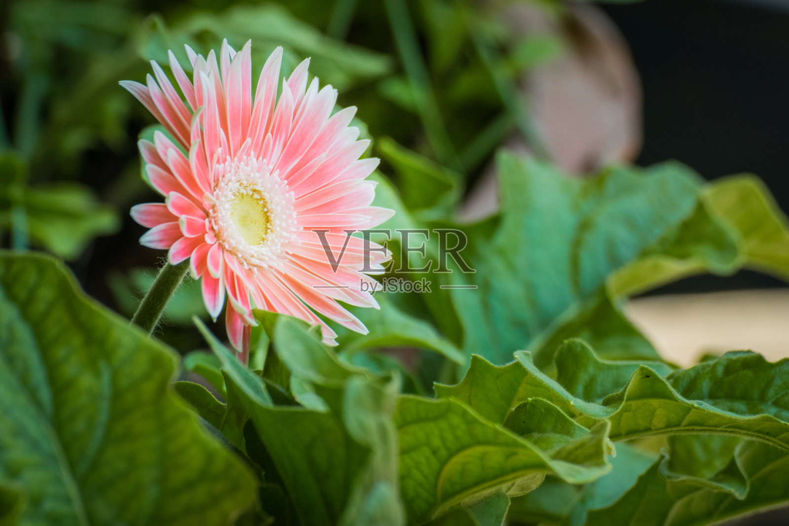 非洲菊黛西照片摄影图片