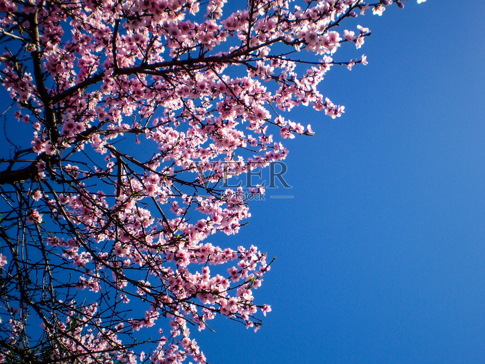 樱花照片摄影图片