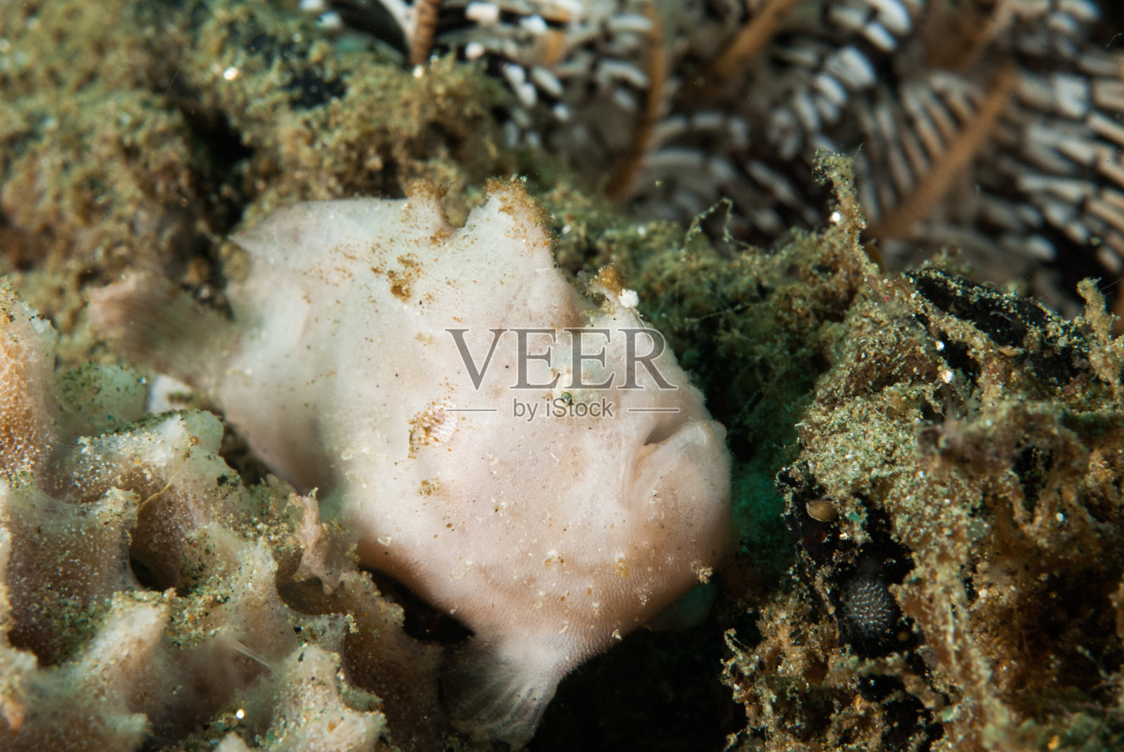 在安汶，马鲁古，印度尼西亚水下条纹襞鱼照片摄影图片