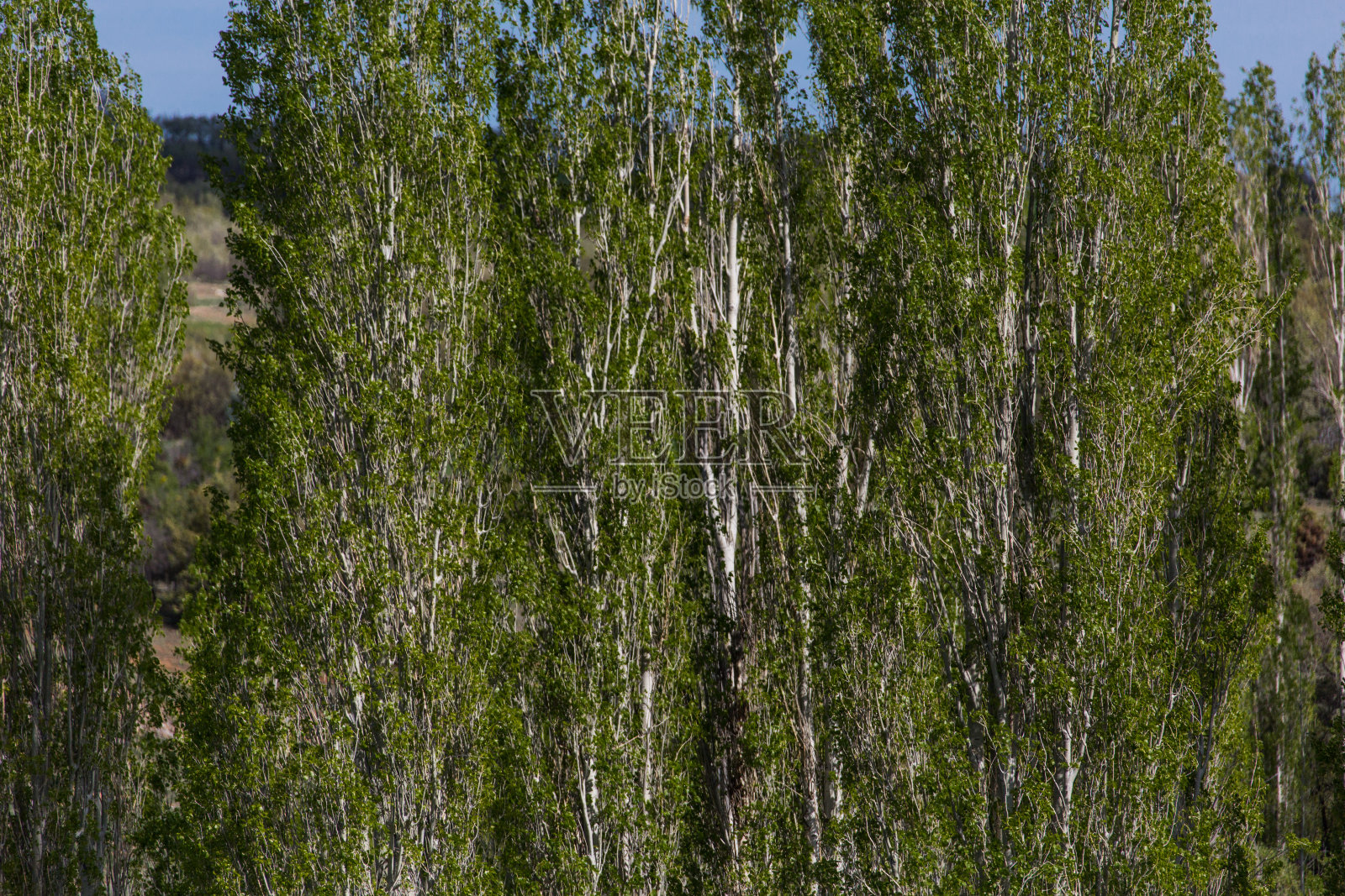 春天照片摄影图片