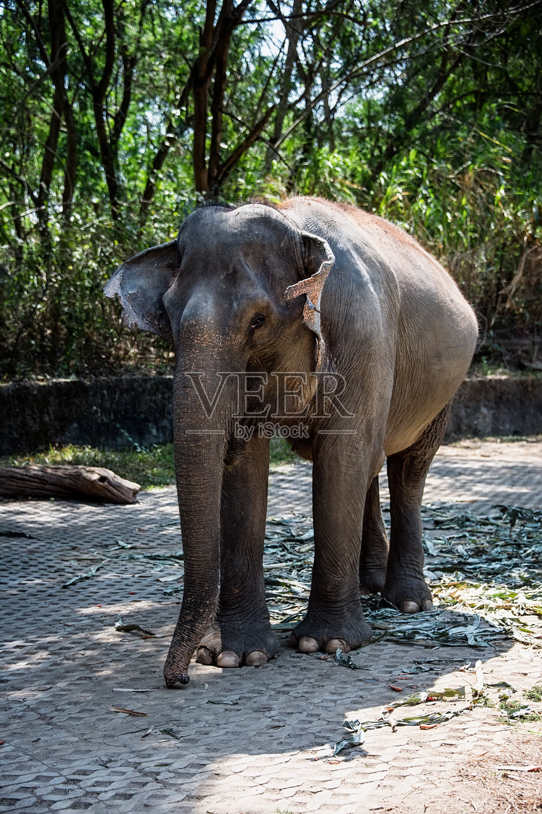这头灰色的大象正沿着热带雨林里的一堵古老的石头栅栏走着照片摄影图片