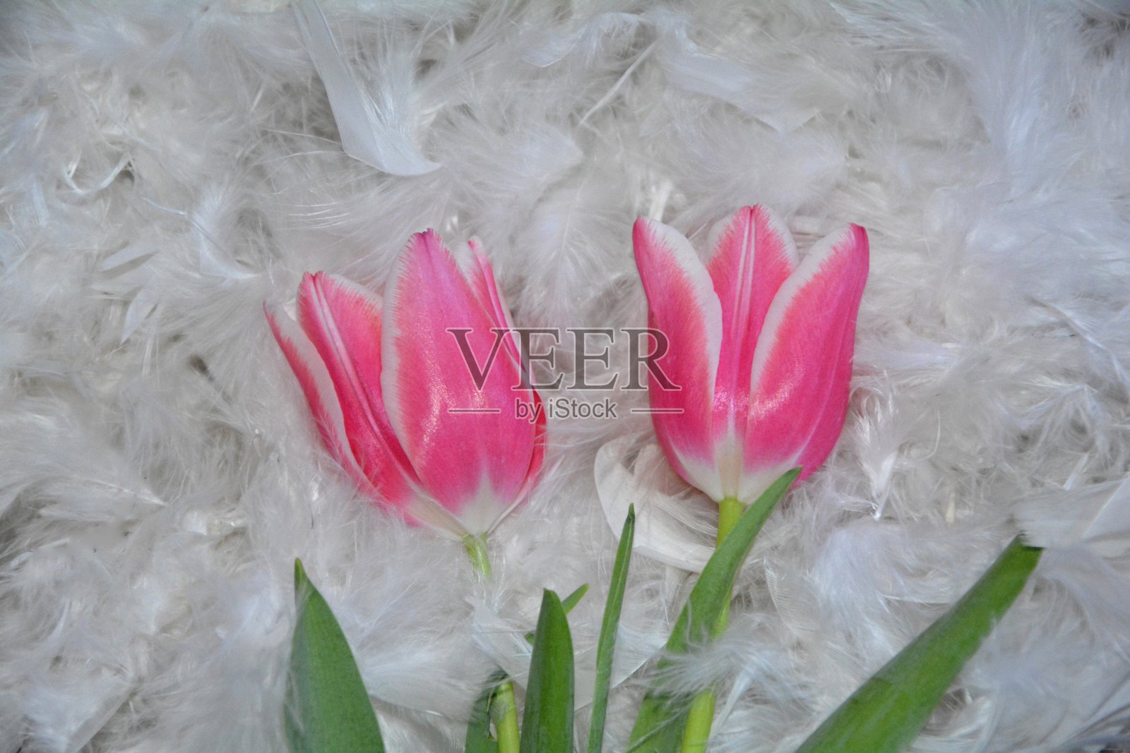 两只郁金香躺在白色的羽毛上照片摄影图片