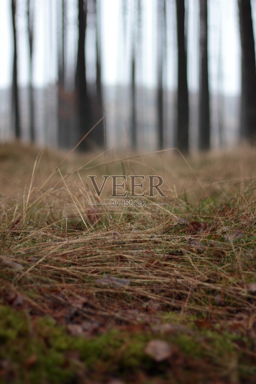 躺在松林里。照片摄影图片