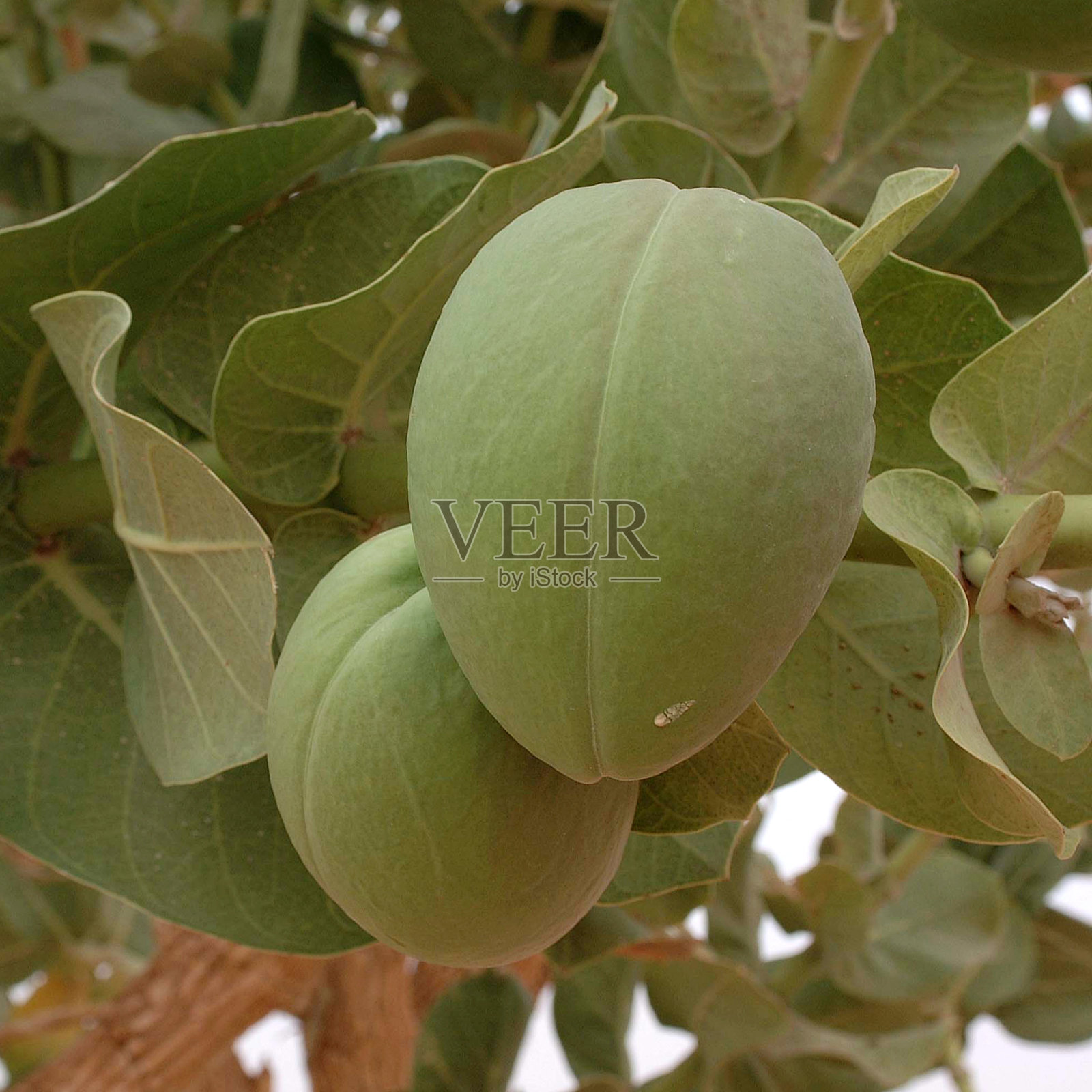 撒哈拉沙漠照片摄影图片