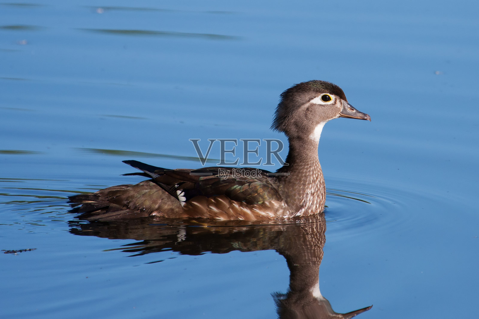 母木鸭照片摄影图片