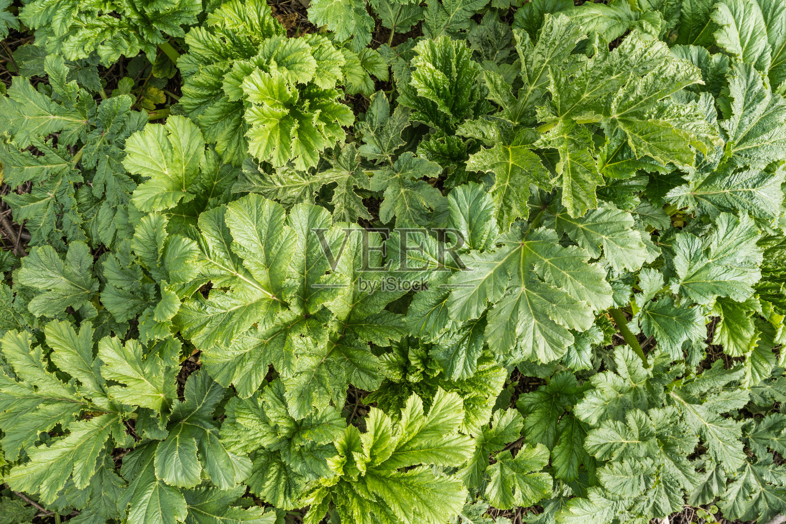 mantegazzianum的幼叶，绿色植物背景照片摄影图片