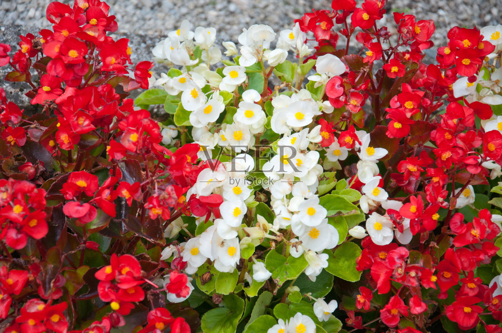 红白相间的秋海棠就像奥地利国旗一样照片摄影图片