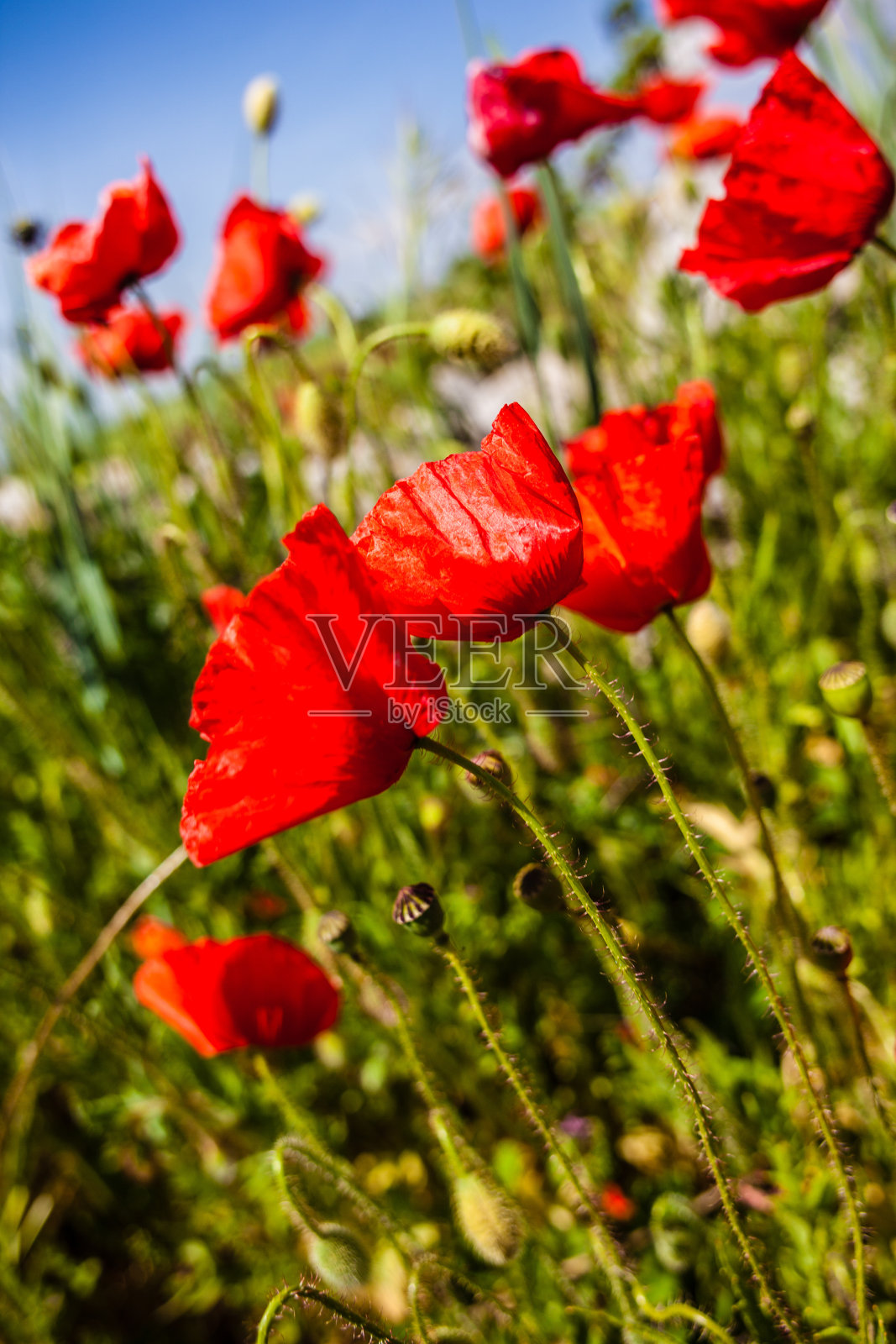 鲜艳的罂粟花照片摄影图片