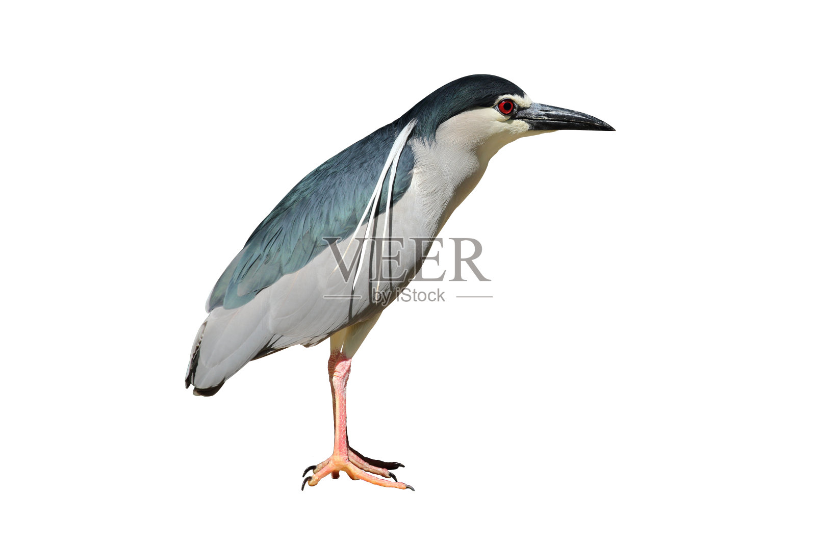 夜鹭照片摄影图片