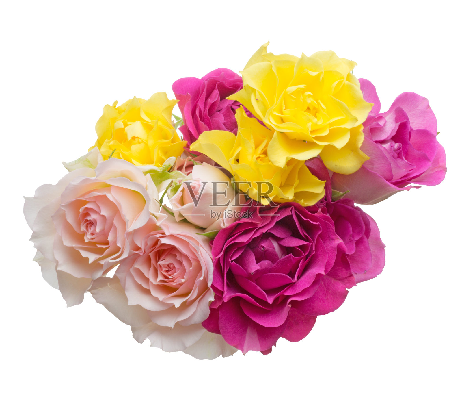 束玫瑰照片摄影图片