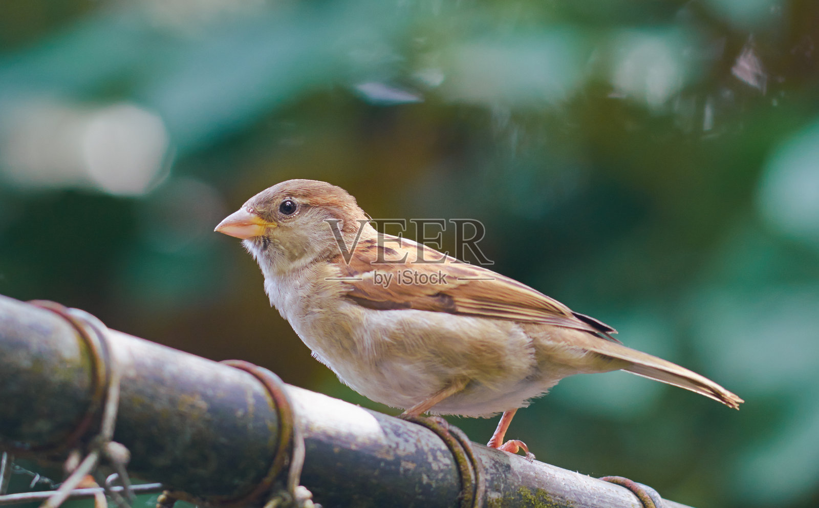 过路人坐在篱笆上。照片摄影图片