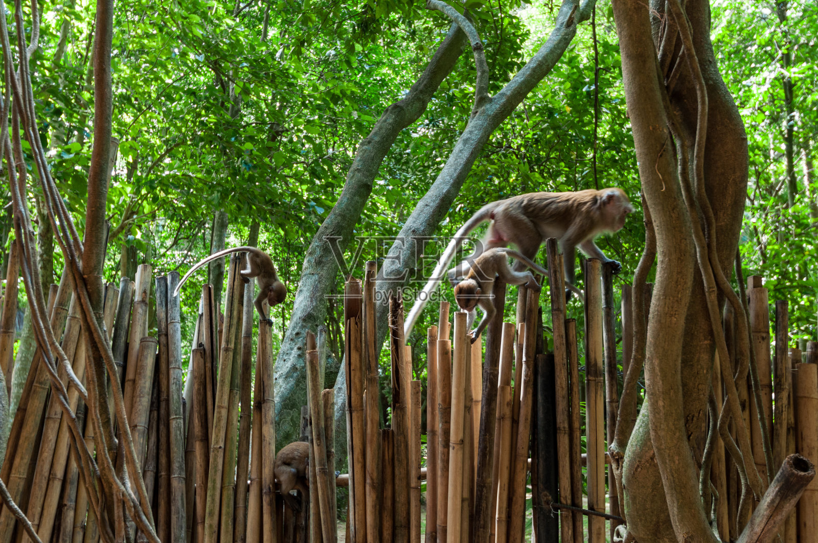 泰国甲米的拉伊海滩有猴子照片摄影图片