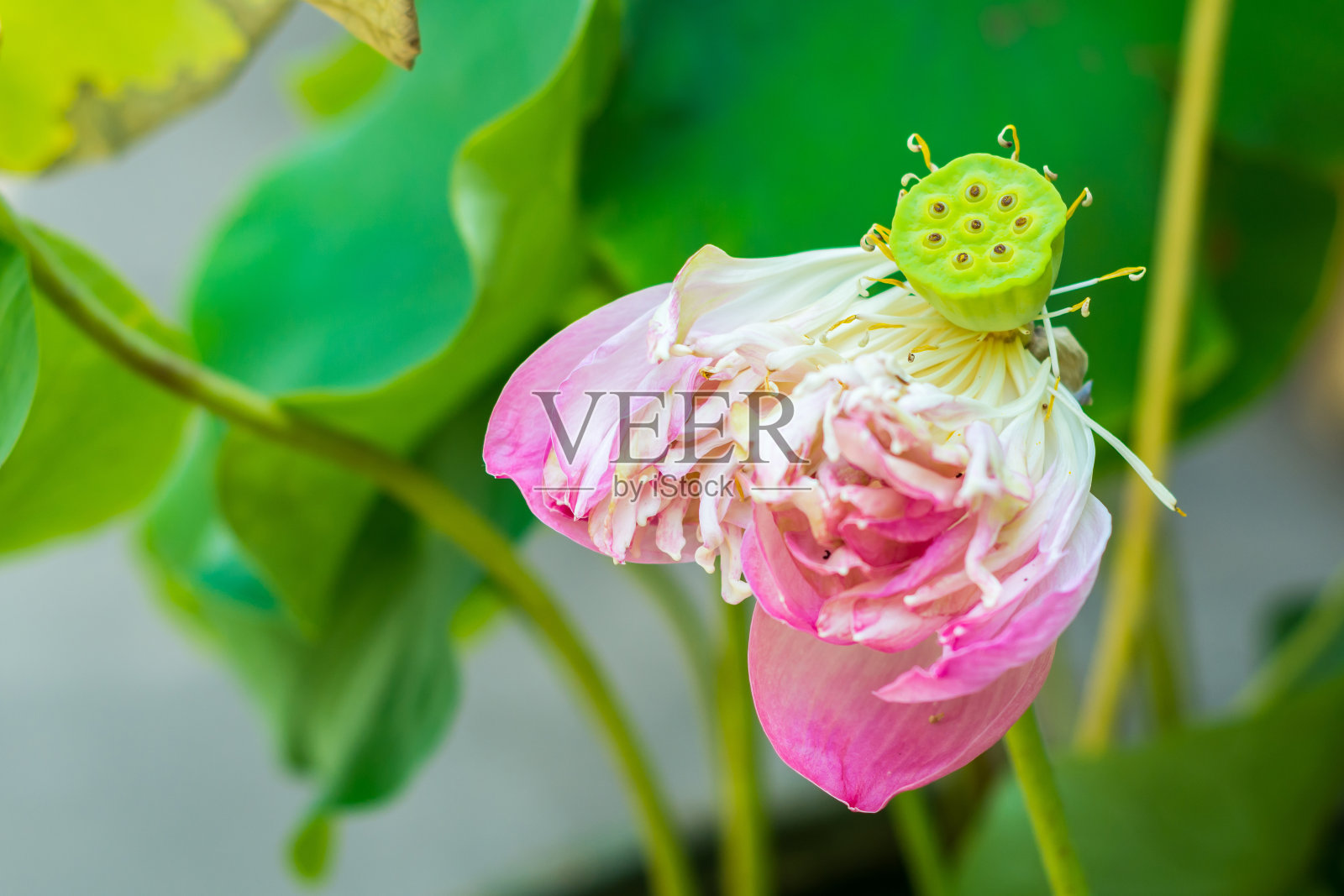 绿叶上的粉红荷花照片摄影图片