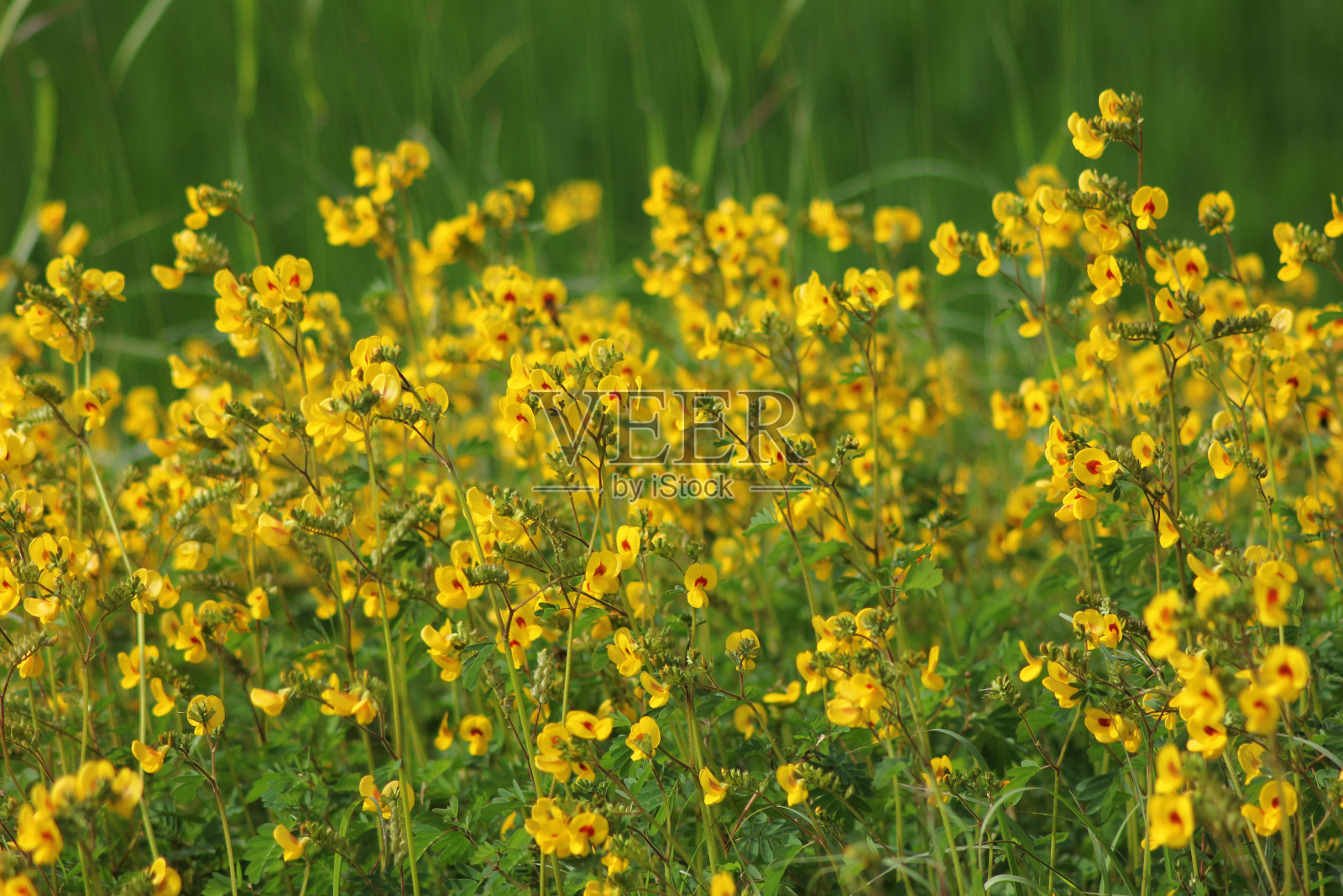 黄色的兰花照片摄影图片