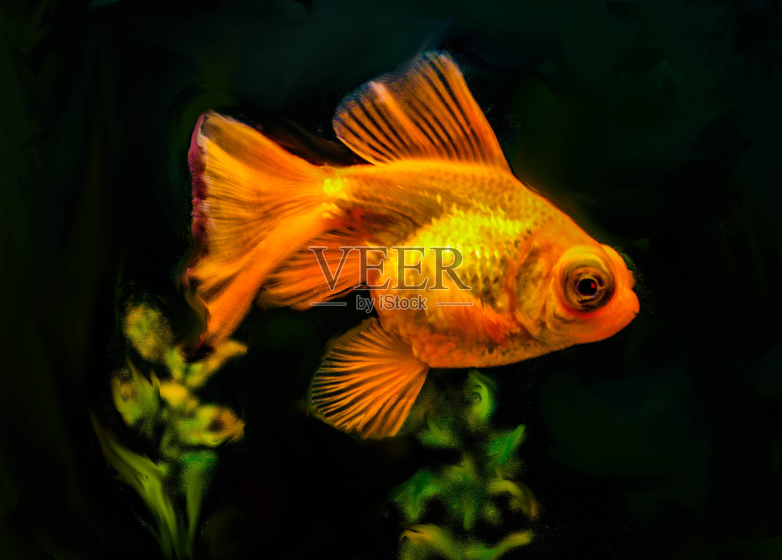 金鱼王伸缩照片摄影图片