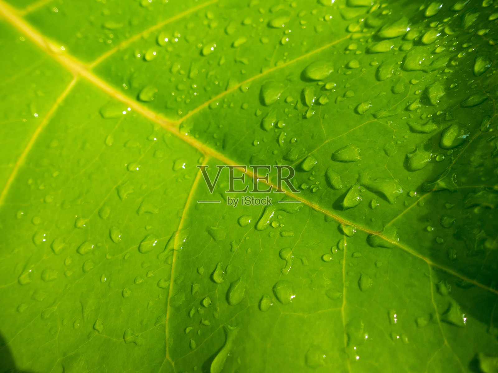 水滴在新鲜的叶子上照片摄影图片