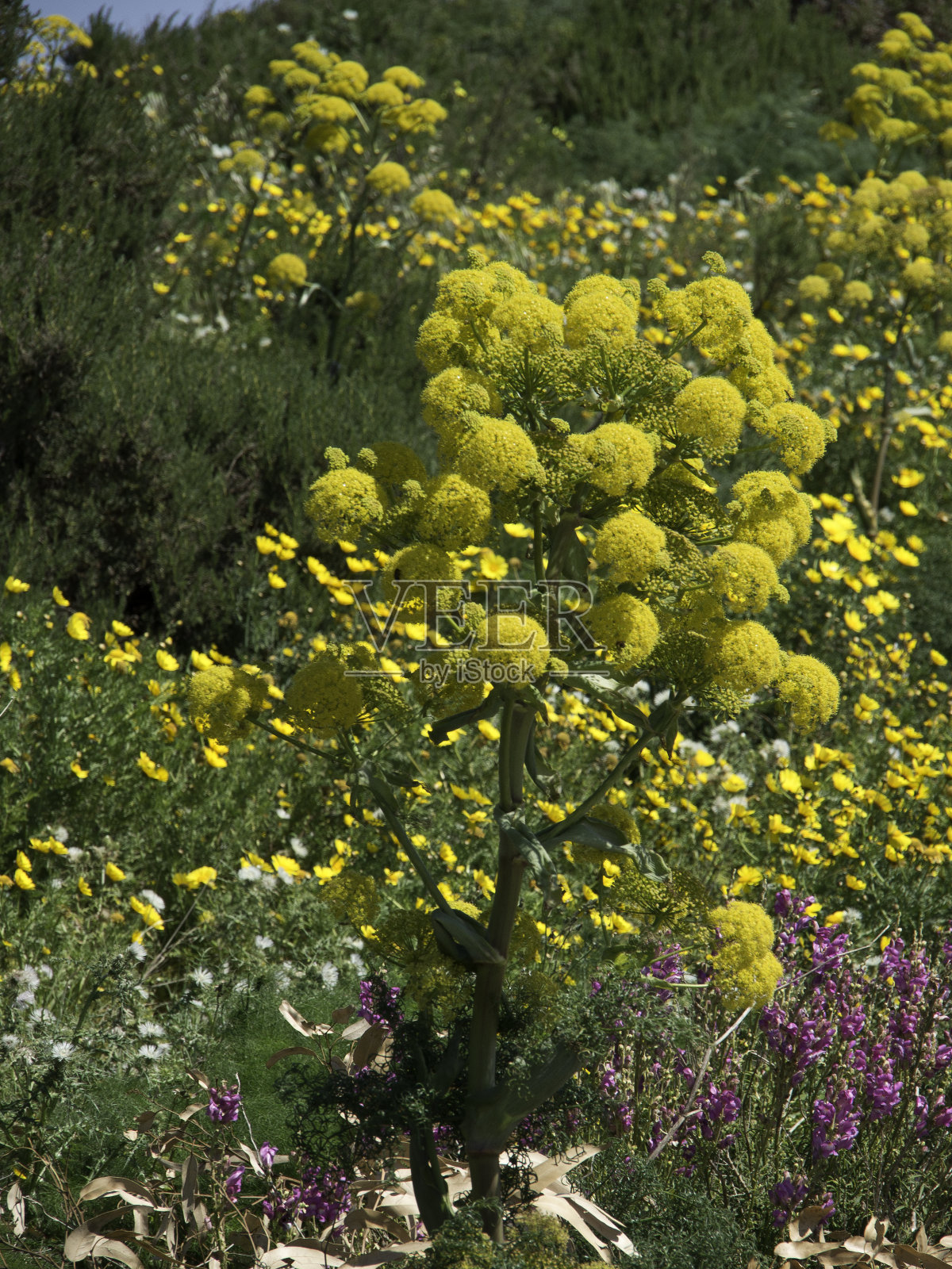 位于地中海的戈佐岛照片摄影图片