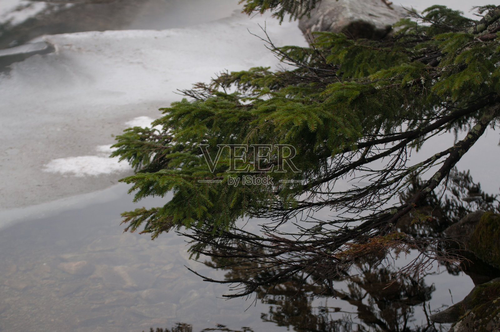 波兰扎科帕内的高塔特拉山脉上的绿色冷杉树枝照片摄影图片