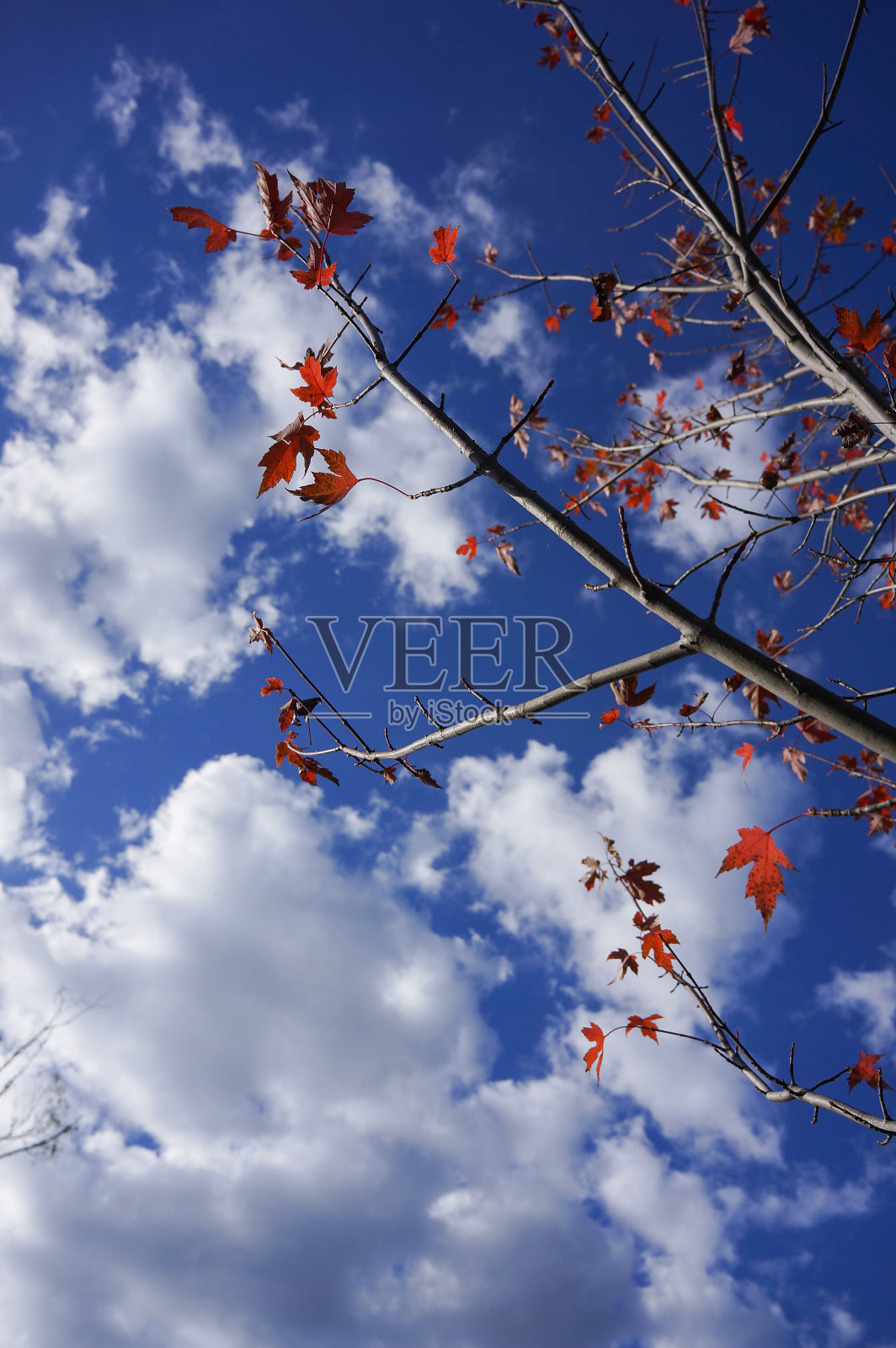 澳大利亚秋季格兰扁国家公园的红桃米吉照片摄影图片