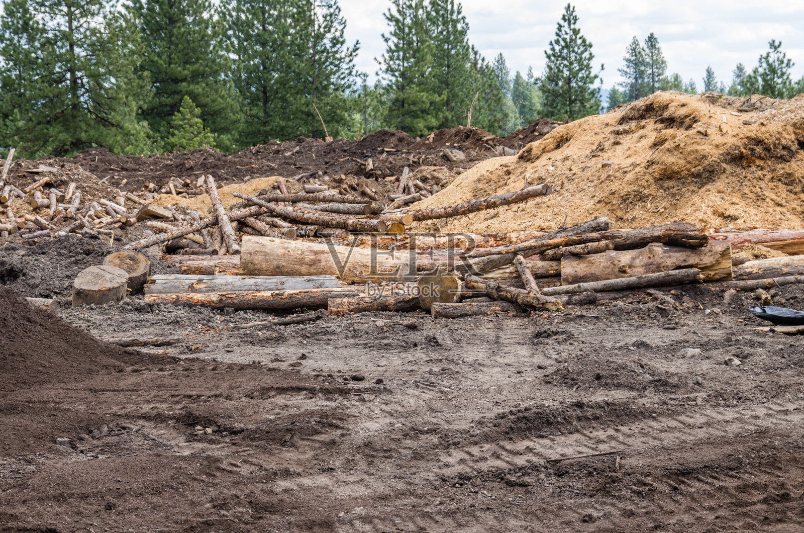 森林中有原木的采伐地点照片摄影图片
